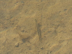 FZ010063 Shrimp in pool.jpg